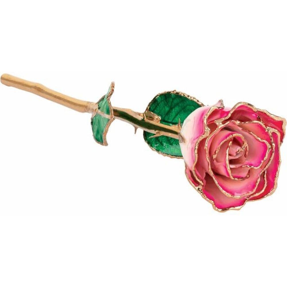Lacquered Cream Magenta Rose with Gold Trim